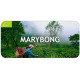 Thé Darjeeling Marybong récolte de Printemps First Flush 2025