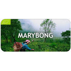 Thé Darjeeling Marybong récolte de Printemps First Flush 2025