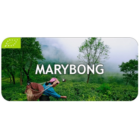 Thé Darjeeling Marybong récolte de Printemps First Flush 2025