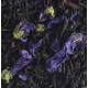 Thé Violette et Pétales Compagnie Coloniale