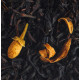 Thé noir Fleur d'Oranger - Compagnie & Co