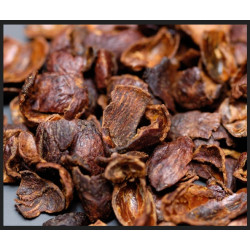 Cascara Santa Bio Isabel - Greender's Tea