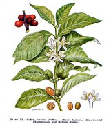 Planche Coffea Arabica